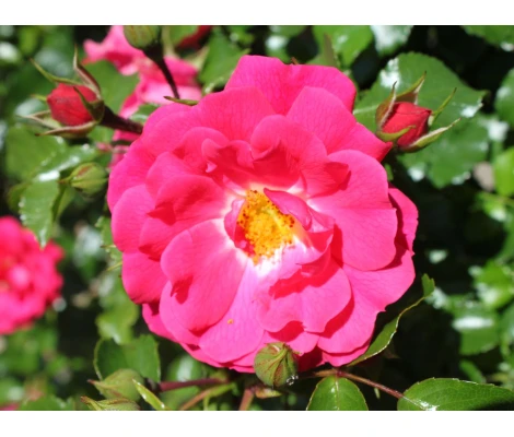 Rosa Gärtnerfreude® Ø17 cm