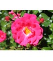 Rosa Gärtnerfreude® Ø17 cm