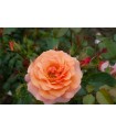 Rosa Apricola® Ø17 cm