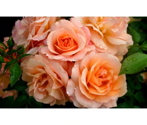 Rosa Apricola® Ø17 cm