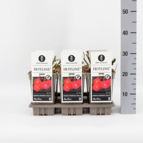Rosa HOTLINE® Ø17 cm