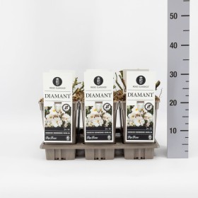 Rosa Diamant® Ø17 cm