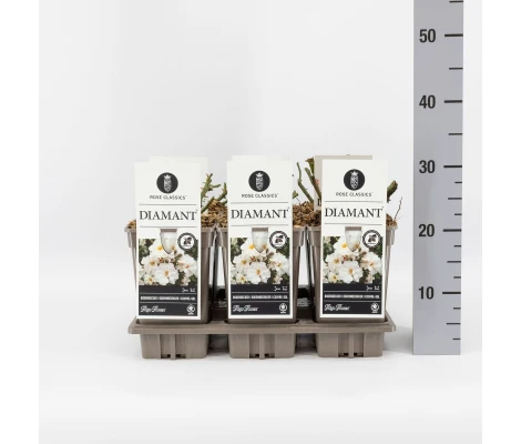 Rosa Diamant® Ø17 cm