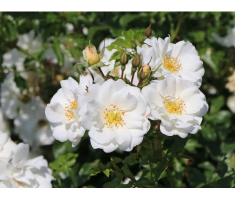 Rosa Diamant® Ø17 cm