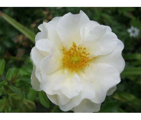 Rosa Diamant® Ø17 cm