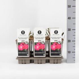 Rosa Palmengarten Frankfurt® Ø17 cm