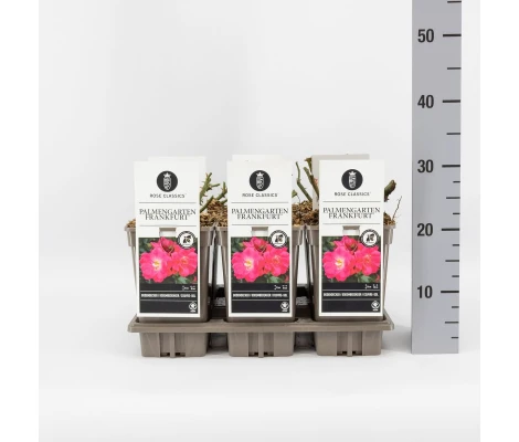 Rosa Palmengarten Frankfurt® Ø17 cm