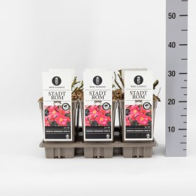 Rosa STADT ROM® Ø17 cm