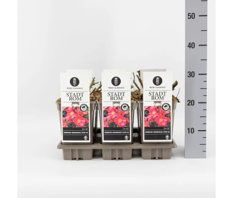 Rosa STADT ROM® Ø17 cm