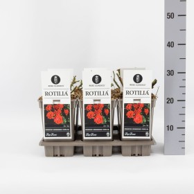 Rosa ROTILIA® Ø17 cm