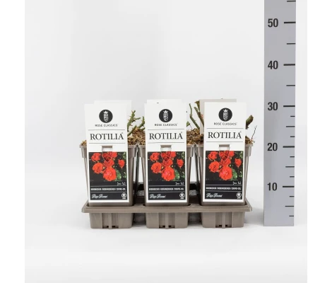 Rosa ROTILIA® Ø17 cm