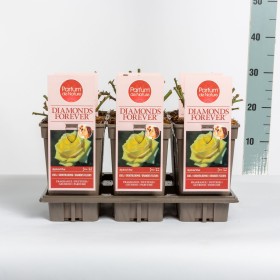 Rosa Diamonds Forever® Ø17 cm