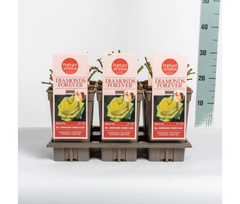 Rosa Diamonds Forever® Ø17 cm