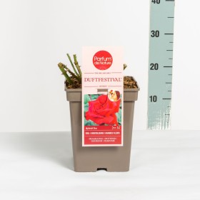 Rosa Duftfestival® (hybrid tea) Ø17 cm