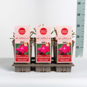 Rosa Acapella® (hybrid tea) Ø17 cm