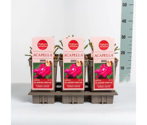 Rosa Acapella® (hybrid tea) Ø17 cm