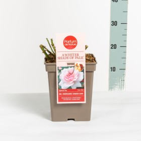 Rosa A Whiter Shade Of Pale® (hybrid tea) Ø17 cm