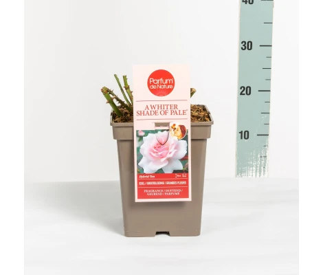 Rosa A Whiter Shade Of Pale® (hybrid tea) Ø17 cm