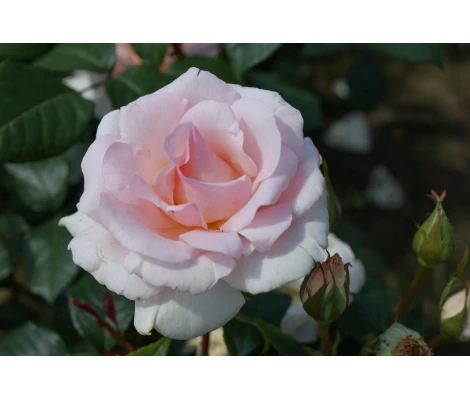 Rosa A Whiter Shade Of Pale® (hybrid tea) Ø17 cm