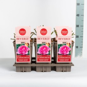 Rosa Beverly® (hybrid tea) Ø17 cm
