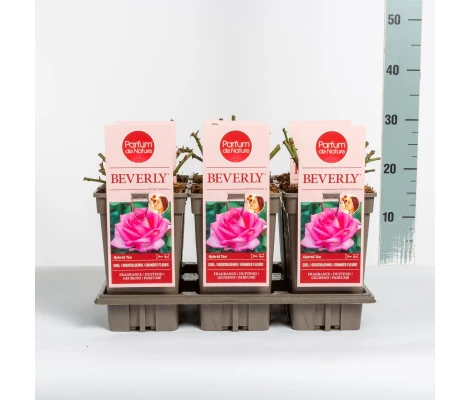 Rosa Beverly® (hybrid tea) Ø17 cm