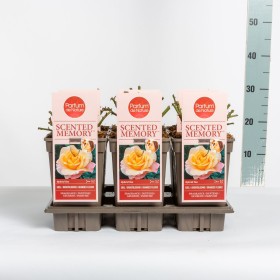 Rosa Scented Memory™ (hybrid tea) Ø17 cm