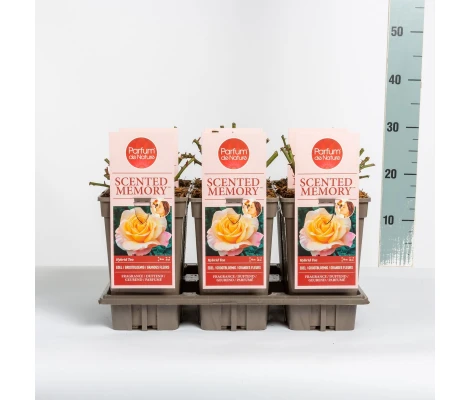 Rosa Scented Memory™ (hybrid tea) Ø17 cm