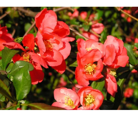 Chaenomeles Speciosa Pink Storm Rosa Ø 19 cm H 45 cm (Membrillo japones)