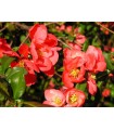 Chaenomeles Speciosa Pink Storm Rosa Ø 19 cm H 45 cm (Membrillo japones)
