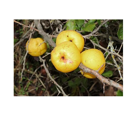 Chaenomeles Speciosa Pink Storm Rosa Ø 19 cm H 45 cm (Membrillo japones)