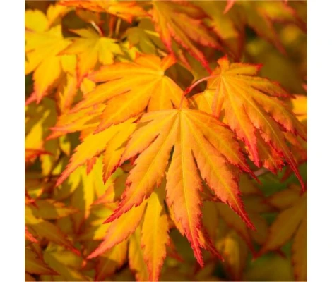 Acer palmatum Cascade Gold Ø 19 cm H 80 cm