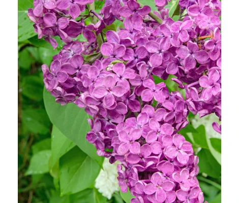 Syringa Vulgaris Andenken an Ludwig Späth Morado Ø 21cm H 50 cm