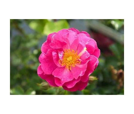 Rosa HOTLINE® Ø17 cm