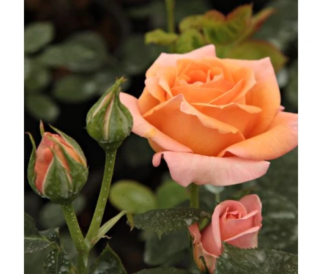 Rosa Scented Memory™ (hybrid tea) Ø17 cm