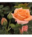 Rosa Scented Memory™ (hybrid tea) Ø17 cm
