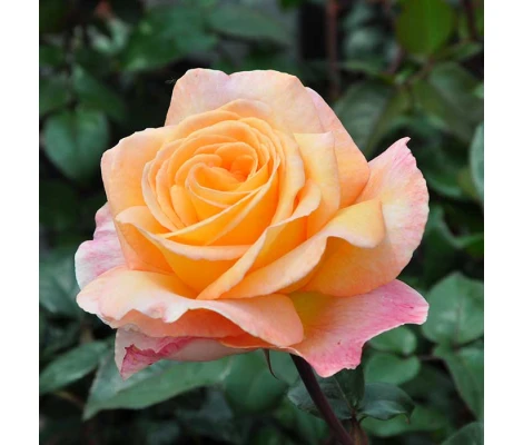 Rosa Scented Memory™ (hybrid tea) Ø17 cm