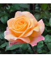 Rosa Scented Memory™ (hybrid tea) Ø17 cm
