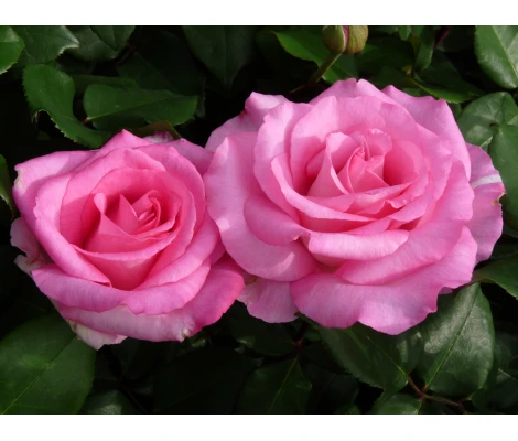 Rosa Beverly® (hybrid tea) Ø17 cm