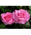 Rosa Beverly® (hybrid tea) Ø17 cm