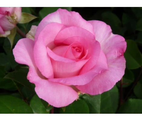 Rosa Beverly® (hybrid tea) Ø17 cm