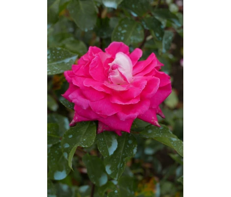 Rosa Acapella® (hybrid tea) Ø17 cm