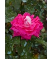 Rosa Acapella® (hybrid tea) Ø17 cm