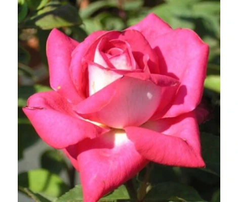 Rosa Acapella® (hybrid tea) Ø17 cm