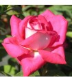 Rosa Acapella® (hybrid tea) Ø17 cm