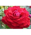 Rosa Duftfestival® (hybrid tea) Ø17 cm