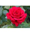 Rosa Duftfestival® (hybrid tea) Ø17 cm