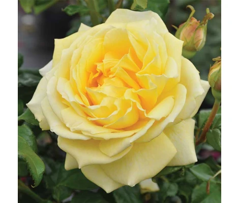 Rosa Diamonds Forever® Ø17 cm