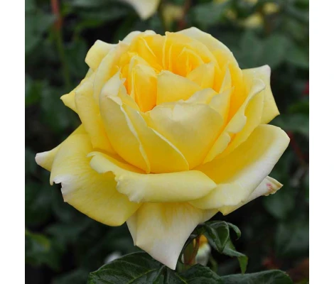 Rosa Diamonds Forever® Ø17 cm