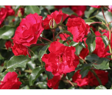 Rosa ROTILIA® Ø17 cm