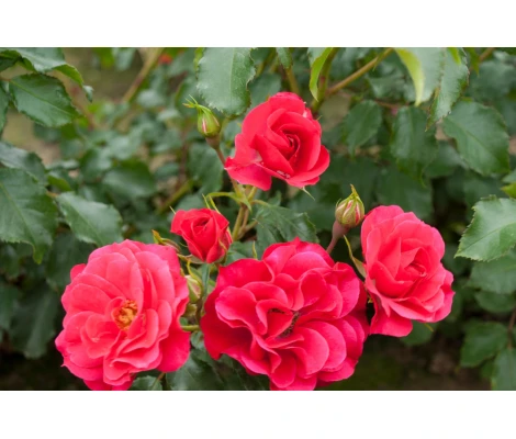 Rosa ROTILIA® Ø17 cm